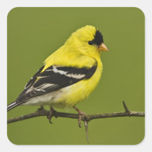 Sticker Carré Male American Goldfinch en plumage reproducteur,