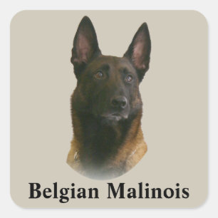 Sticker Carré malinois belge