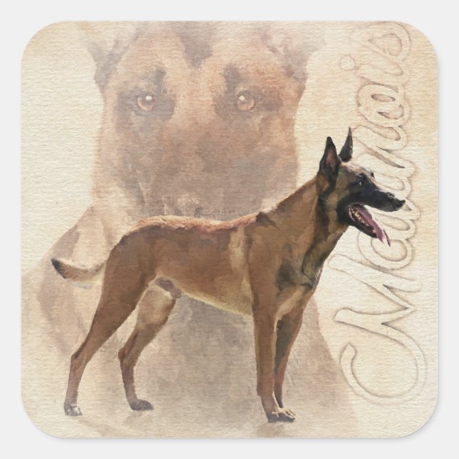 Sticker Carré Malinois - Berger belge - Mechelaar (Devant)