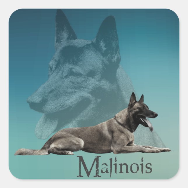Sticker Carré Malinois - Berger belge -Mechelaar -Maligator (Devant)