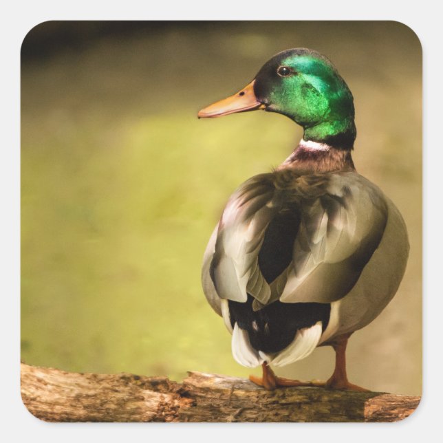 Sticker Carré Mallard Duck (Devant)
