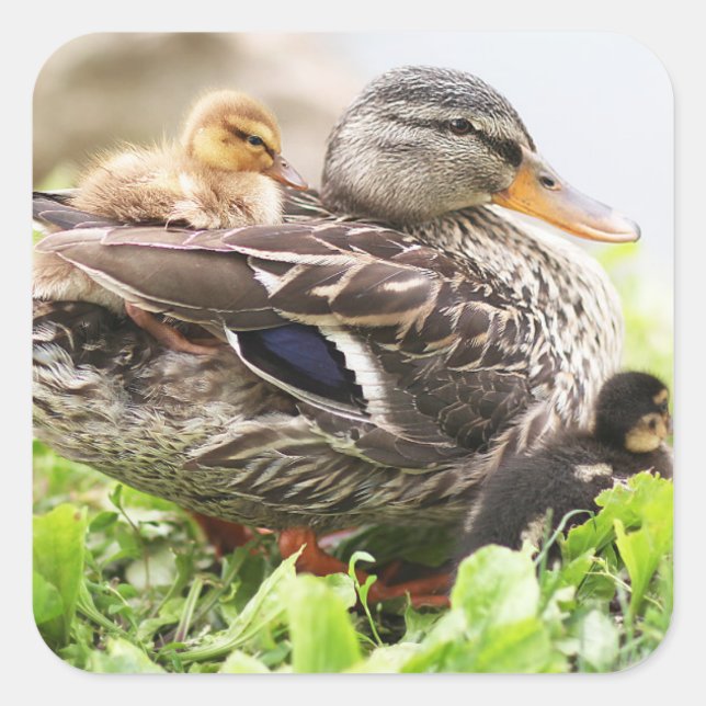 Sticker Carré Mallard Féminin Entouré De Colliers (Devant)