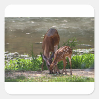 Sticker Carré Mama Whitetail Deer et Fawn