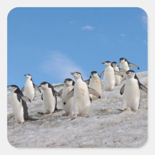 Sticker Carré Manchots à collier   Pygoscelis Antarctica