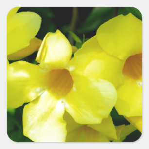 Sticker Carré Mandevilla.JPG