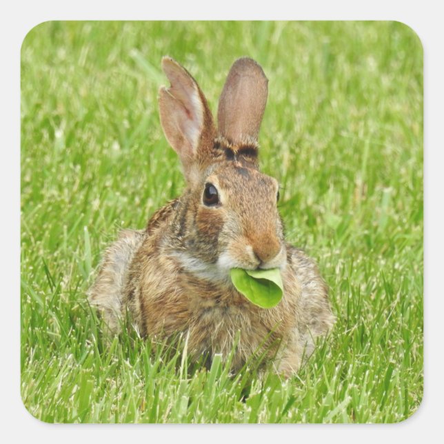 Sticker Carré Mange lapin lapin mignonne (Devant)