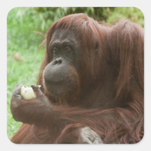 Sticker Carré Manger Orangutan
