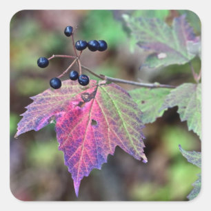 Sticker Carré Mapleleaf Viburnum Feuilles d'automne et baies
