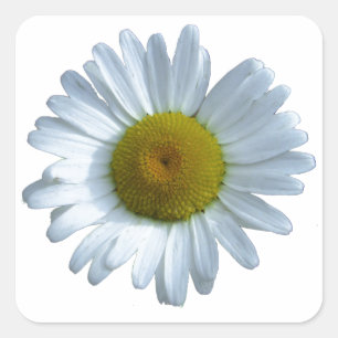 Sticker Carré Marguerite blanche