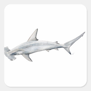 Sticker Carré Martillo de Tiburon - requin-tête marteau