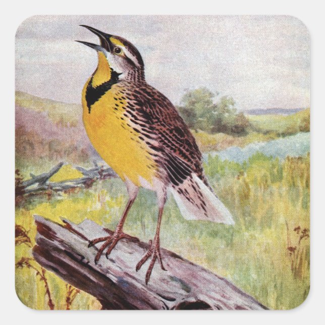 Sticker Carré Meadowlark sur une branche (Devant)