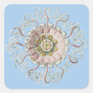 Sticker Carré Méduse rose nautique d'Ernst Haeckel