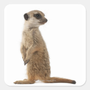 Sticker Carré Meerkat ou Suricate - suricatta de Suricata