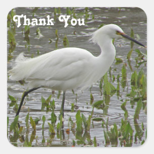 Sticker Carré Merci Aiguille blanche Beau animal Wading Bird