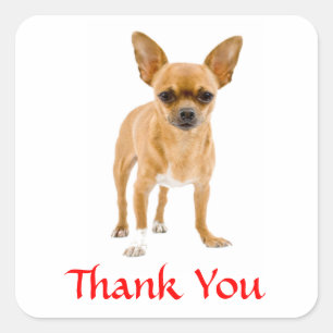 Sticker Carré Merci Chihuahua Puppy Chien salue le chanteur