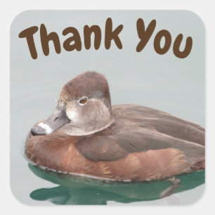 Sticker Carré Merci Col Ring Photo Female Bird