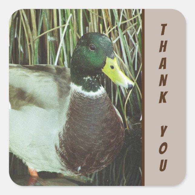 Sticker Carré Merci Mallard Canard Photo Nature Oiseaux (Devant)