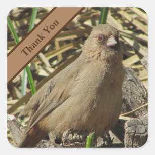 Sticker Carré Merci Petit Brown Towhead photo Bird