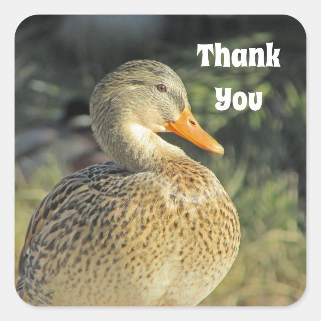 Sticker Carré Merci Wild Duck Lake Appréciation des oiseaux (Devant)