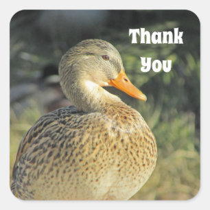 Sticker Carré Merci Wild Duck Lake Appréciation des oiseaux