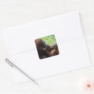 Sticker Carré Mère orang-outan avec bébé
