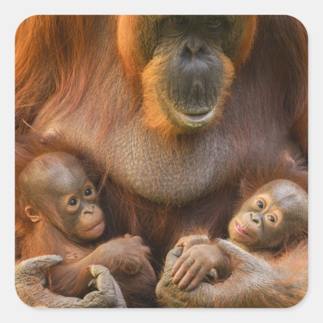 Sticker Carré Mère Orangoutane tenant deux bébés (Devant)