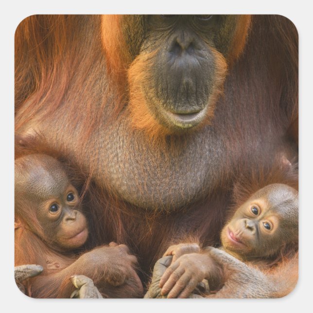Sticker Carré Mère Orangoutane tenant deux bébés (Devant)