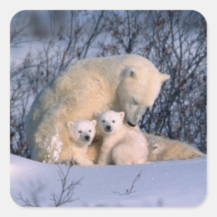 Sticker Carré Mère ours polaire assise avec des jumeaux,