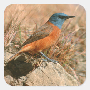 Sticker Carré Merle du Cap femelle (Monticola Rupestris)