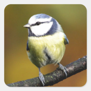 Sticker Carré Mésange bleue se reposant sur une branche