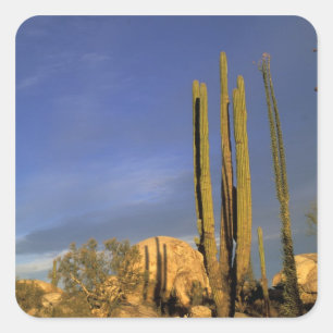 Sticker Carré Mexique, Baja del Norte, Catavina Desert National