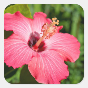 Sticker Carré Michigan, décarborn. Détail de Pink Hibiscus