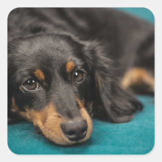 Sticker Carré Mignet Dachshund Se Pose En Bas