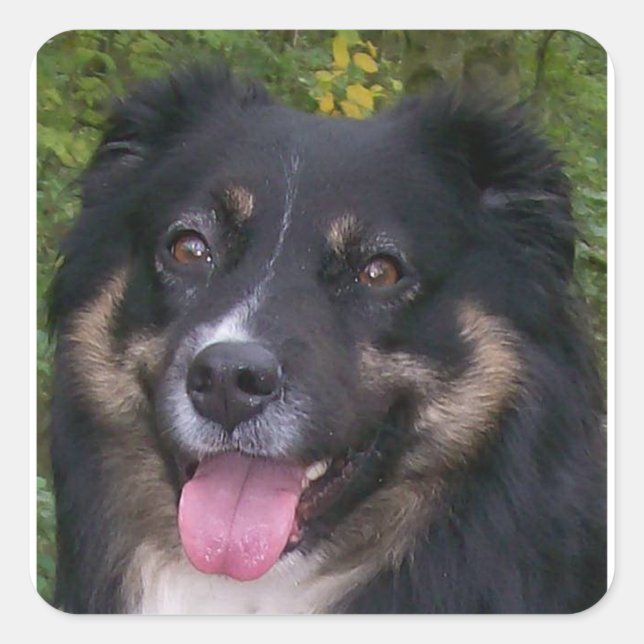 Sticker Carré Miniature American Shepherd Black Tri (Devant)
