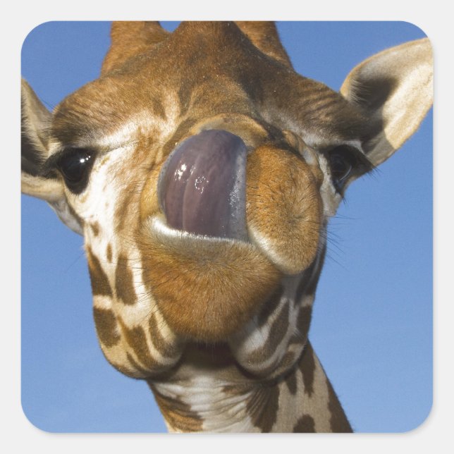 Sticker Carré Mmmm Mmmm Bon (Devant)