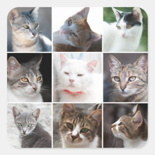 Sticker Carré MODÈLE CATS - modifier la photo