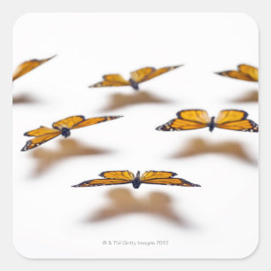 Sticker Carré Monarque Butterflies