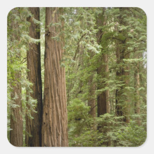 Sticker Carré Monument national de Muir Woods, Nord