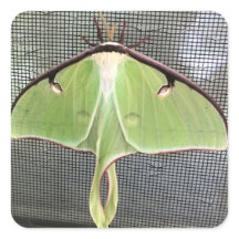 Moth lunaire