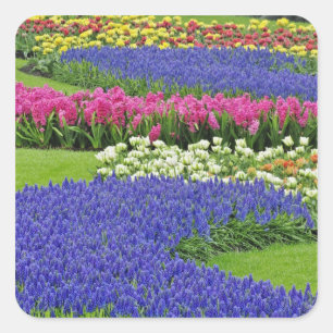 Sticker Carré Motif de jacinthe des vignes, tulipes, et 3