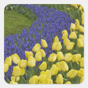 Sticker Carré Motif de jardin de fleurs de Muscari et