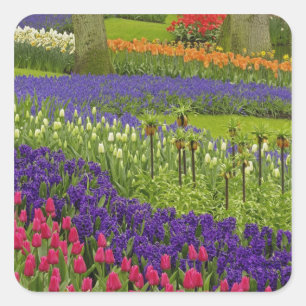Sticker Carré Motif de tulipes jacinthe et muscari