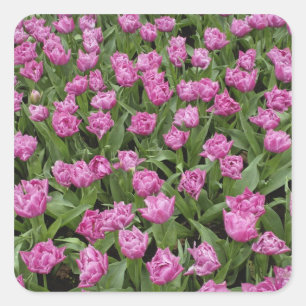 Sticker Carré Motif floral de tulipes, Jardins de Keukenhof,