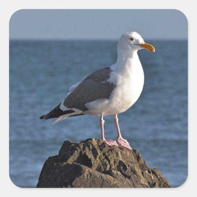 Sticker Carré Mouette blanche et océan (Devant)