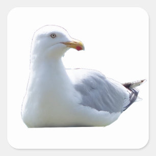 Sticker Carré Mouette dans une pose tranquille – Art animalier d