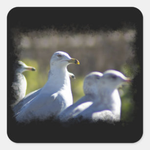Sticker Carré Mouette sur rail