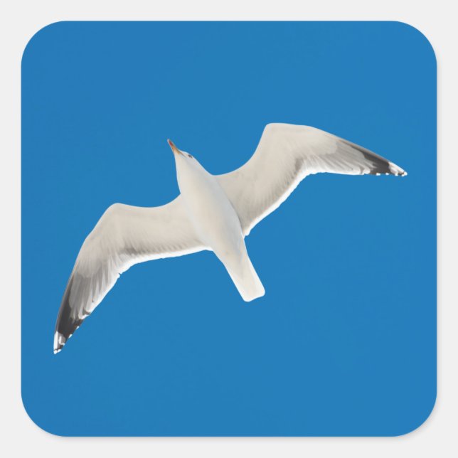 Sticker Carré Mouette volante (Devant)