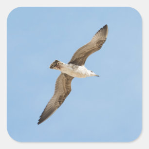 Sticker Carré Mouette volante