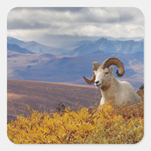 Sticker Carré mouflon de Dall, Ovis dalli, bélier