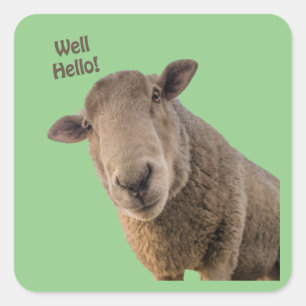 Sticker Carré Mouton